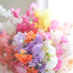 Sweet Pea